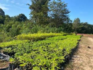 Company involved in bamboo plantation seeks funds to transplant 130k+ trees and harvest them.