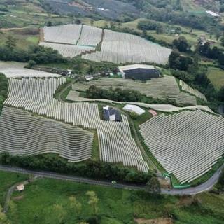 Leading grower and shipper of tropical fruits, with Forbes 30 recognition, seeking growth investment.