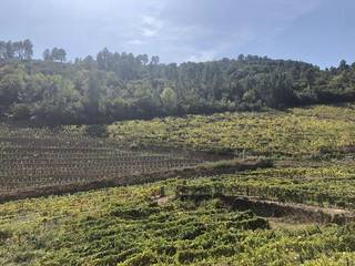 Viticulture company (EU fund approved) seeks investment for expansion/diversification-winery (fine wines), agriculture and luxury hotel.