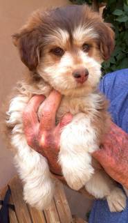 Non-operational animal breeding business is up for sale.