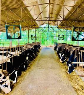 Acquire a 3-acre dairy farm with 500 litres daily milk production and contract with Nestle.