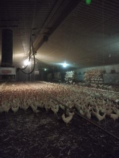 Modern eco poultry farm boasting 400,000 roosters sold annually and supplying to 3 large-scale slaughterhouses.