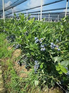 For Sale: Business into blueberry production selling to 4 clients.