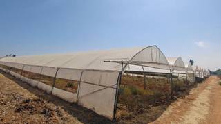 For sale: Non-operational 20,000 sq m greenhouse with 40 kg per sqm production-capacity per cycle.