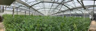 Cannabis advisory firm delivering design, operations, and project management with strong revenue growth, seeks funding.
