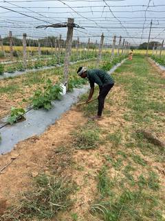 Agrotech firm with self-farming operations and franchise model ready to be implemented.