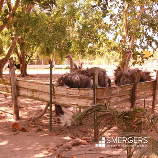 A well-known, unpretentious, genuine tourist destination with about 100 ostriches is for sale.