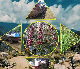 Company trading high-quality parchment coffee and supplying to mills, seeks funds to establish coffee factory.