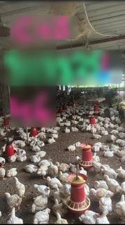 Invest in a successful poultry farm with 2,500 capacity and own feed making.