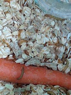 Organic mealworm farm in Virginia to support local rural communities seeks funds.
