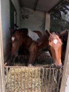 Horse-riding club in Da Nang with strong community traction and five trained horses, seeking investment.