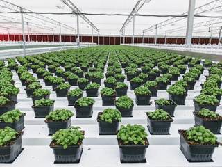 Fourth-generation farmers with a 3-acre greenhouse selling to leading Midwest grocery retailers.