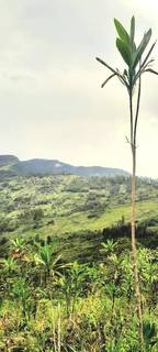 Emerging Goroka-based vegetable farming venture in Goroka, seeking investment to start the operations.