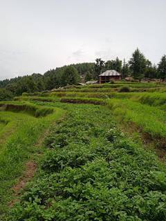 1,800 acres tea estate with a focus on tourism in heart of Himachal Pradesh.
