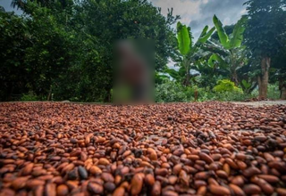 Dried cocoa beans distributor in Finschhafen, seeking investment to start own exports.