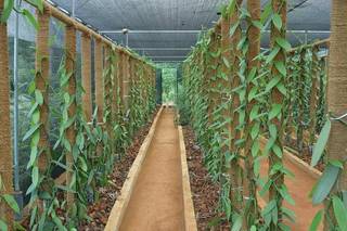 Ceylon vanilla cultivation business in Ragama targeting commercial and export markets, seeking funding.