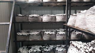 Invest in a profitable mushroom farm generating INR 1.8 crores annually with immense growth potential.