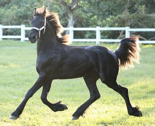 Horse breeding and riding facility with a capacity to accommodate 60+ horses.