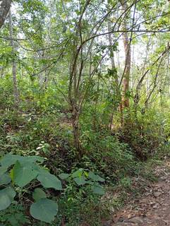 Seeking investment to start a new agarwood plantation business in Kandy.