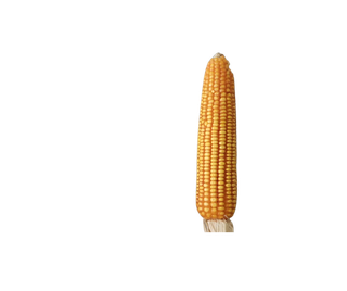 Agriculture input company: production & selling of hybrid seeds in Maharashtra seeking funds for expansion.