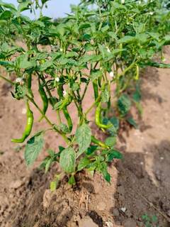 Seeks Investment: Organic farming business has 10 acres of land and has completed testing phase.