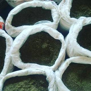 Indonesian kratom processing and export company seeking growth capital to meet rising demand.