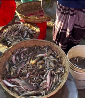 Business processing and supplying agricultural produce to restaurants & businesses seeks investment for expansion.