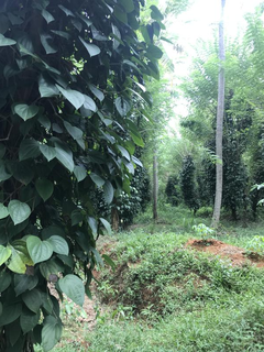 Organic farming business for spices seeks funds to start processing/packing spices for the EU and Japanese market.