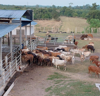 For sale: Cattle and goat breeding farm supplying livestock to brokers and local monthly buyers.