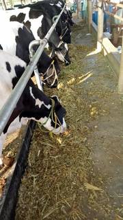 Dairy farm with a daily production capacity of 2,000 liters seeks a business loan.