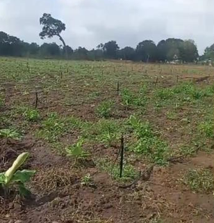 Non-operational fruit farm business seeking investment to restart operations and generate revenue from its farmland.
