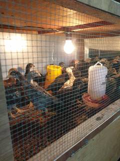 Yogyakarta-based free-range chicken farm supplying meat and eggs to restaurants and distributors, seeks funding.