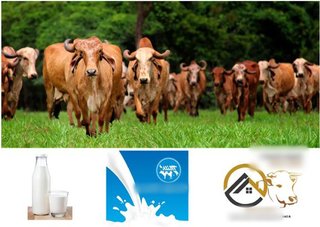 Business Venture that aims at production of Organic A2 milk through Associate Dairy Farming Model.