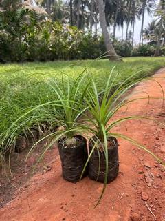 Commercial nursery offering fiber pots, plants, and tools, catering to gardeners and government landscaping projects.