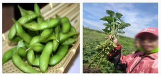 Exporters of agricultural products with 400+ farmers tie-up looking for business loan.