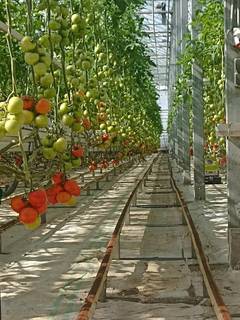 Armenia's top vegetable farm supplies 100+ stores from 20 hectares of advanced Dutch-equipped greenhouses.