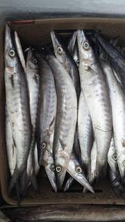 Wholesale supplier of fresh fishes, prawns, and crabs in Trichy, seeks funds for expanding supply capacity.