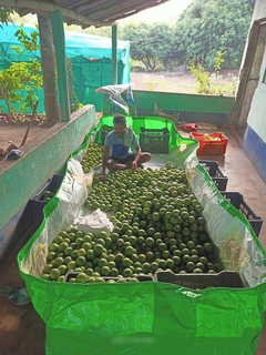 Fruit orchard in West Bengal with 20-acre land with a pond seeks investment for expansion.