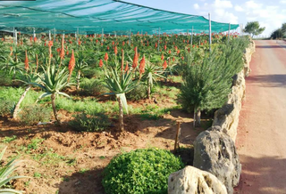 Business for sale: 2 hectares of organic aloe arborescens plantation with established sales channels.
