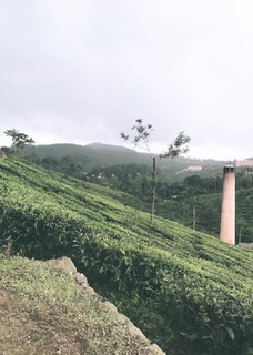 Agricultural business growing tea and cardamom on a 190 acres of owned land.