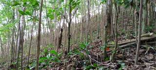 Seeking Investment: Company growing and selling vanilla vine plantations to commercial vanilla manufactures across Indonesia.