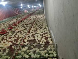 Company seeks funding to expand poultry operations with 3 new buildings, increasing chicken production capacity.