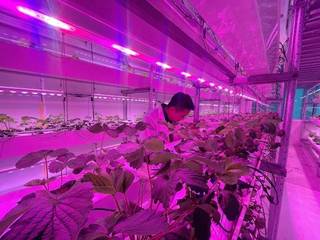 Vertical farming company with 2k kgs/month production capacity seeks funds for expansion.