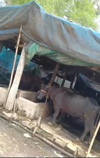 Dairy farm specializing in organic buffalo milk production, serving 50-60 households in Mopidevi.