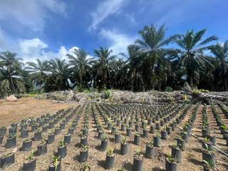 10-year-old oil palm seedling supplier in Sabah serving 50 plantation owners, seeks funding for expansion.