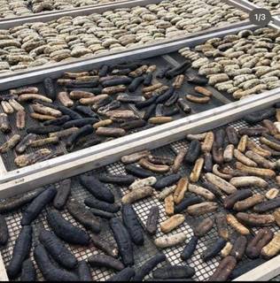 Seafood processing company with a capacity of 5 tons/month seeks funds for working capital.