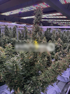 Fully operational GACP-certified Thai medical cannabis facility with complete infrastructure, documentation, and buyer transition support.