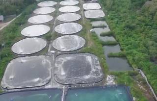 For Sale: Profitable shrimp farm business with a harvest capacity of 150 shrimps/sq. m.