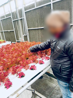 Business building hydroponic farms for corporate, commercial, and government entities seeks investment.