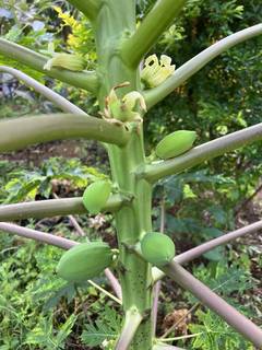 Farming opportunity in Kenya with high demand for papaya fruits and export potential.